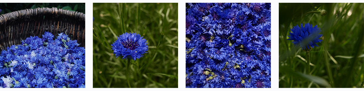 Волошка синя, cornflower, centaurea